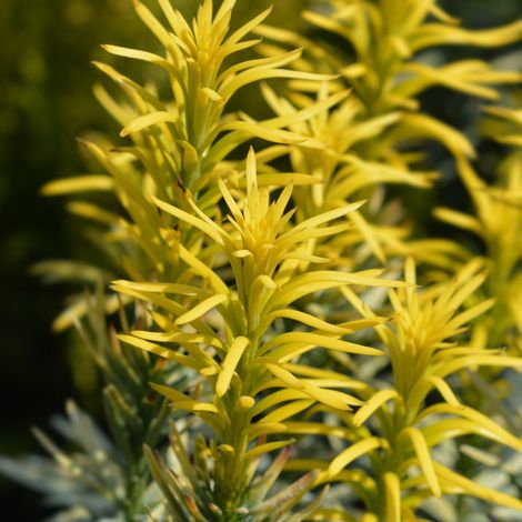 If à prunes Korean Gold - Cephalotaxus harringtonii Korean Gold 30/40cm Pot 2,5L (1/3)