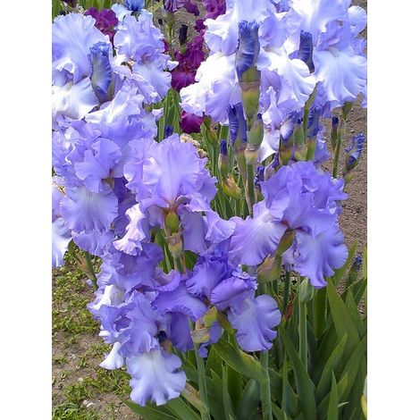 Iris des jardins 'Mary Frances' Rhizome, Calibre 10/15, qualité extra