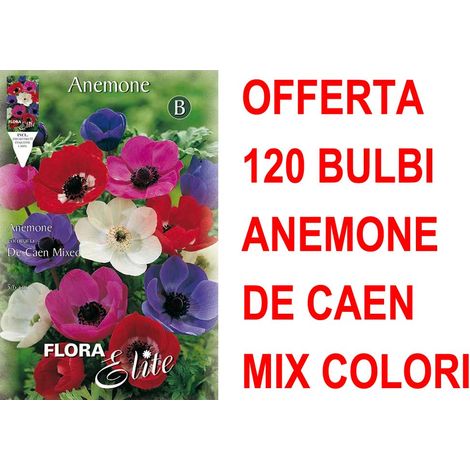 OFFERTA 120 BULBI ANEMONE DE CAEN MIX