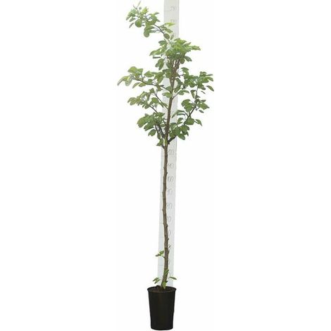 Bloomique - Prunus Dulcis - Amandier - Arbre fruitier - Plante de Jardin - Rustique - Hauteur 130-160 cm - Pot 28 cm (1/5)