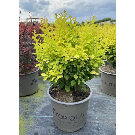 Gardenaria Berberis 'Thunbergii Maria' - Arbusto ornamentale da giardino - Altezza: 30/35 cm (vaso19) (1/3)