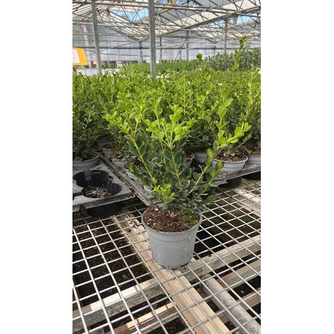 Buxus Microphylla Faulkner - Bosso - vaso 14 cm (1,5 L)