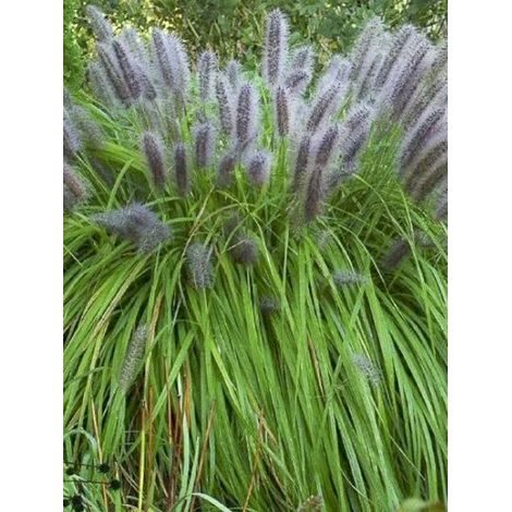Herbe aux écouvillons 'Black Beauty' Pot de 2L/3L