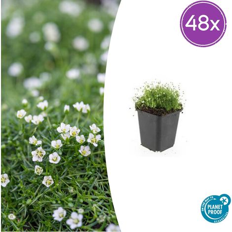 Sagina subulata - Mousse Irlandaise Couvre-sol Persistant - Lot de 48 - Pot Ø9cm - 10-25 cm - PANGIVO (1/5)