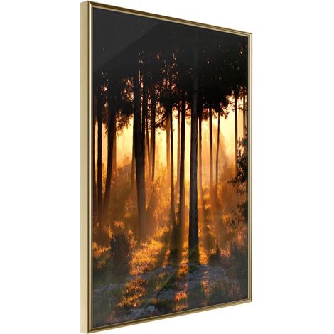 Affiche Murale Encadrée "Dark Tree Tops" 30 x 42 cm Or