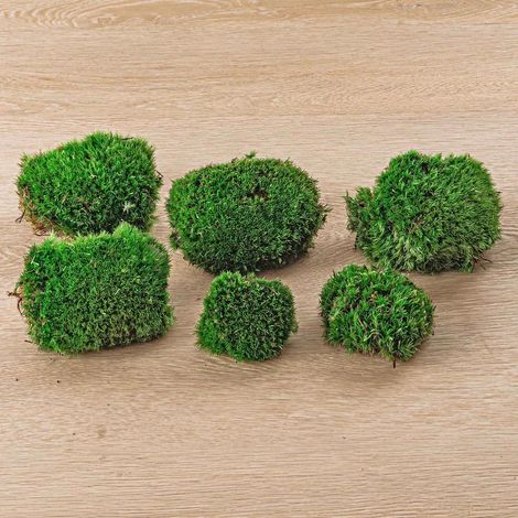Mousse Boule Vivante Fraîche Naturelle pour Terrarium et Décoration - Lot de 6 Pièces (2 Sacs) - PANGIVO