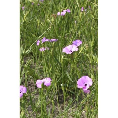 Coquelourde des jardins, nielle des blés Sachet de 8g (1/2)