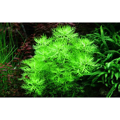 Aquariumpflanze Hottonia palustris Nr.027