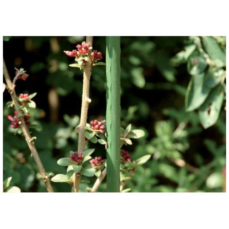 Tuteur plante métal Ø 8mm 60cm vert (Par 25)