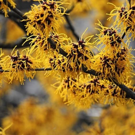 Pépinières Naudet – Hamamélis de Virginie – Arbuste à fleurs jaunes en hiver – Hauteur 3-5m – Parfait pour jardins tempérés – Plante éco-responsable