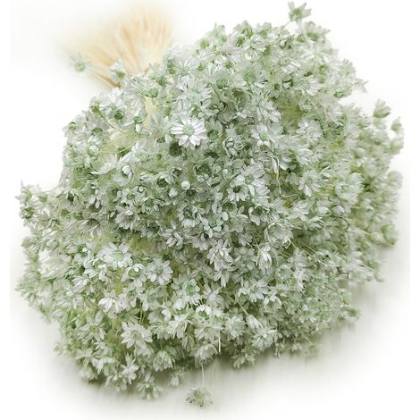 Getrocknete Glixia (Glycine Comanthera) – Minze (1/5)