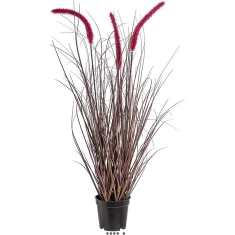 Herbe graminée en pot avec 3 chatons H 73 cm aubergine (1/3)
