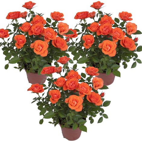 Bloomique - Lot de 3 - Rosa bling Corsica Star - Rosier en pot - Fleurs oranges - Plante d'intérieur et extérieur - Rustique - Hauteur 20-30 cm - Pot 12 cm