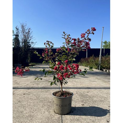 Gardenaria Lagerstroemia indica 'Petite Red Imperator' - Arbusto ornamentale da giardino - Altezza: 40/60 cm (vaso19) (1/2)