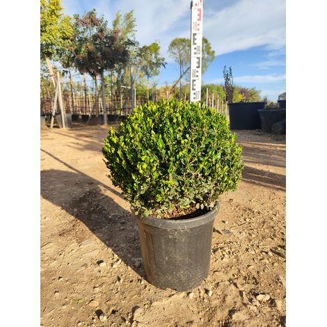 Buis Buxus Microphylla Faulkner Boule 50 cm Pot 40 cm Persistant (1/4)