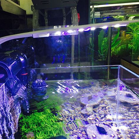 Mini-LED-Aquarienleuchte für kleine Aquarien mit runder Klemme, blau und weiß (1/5)