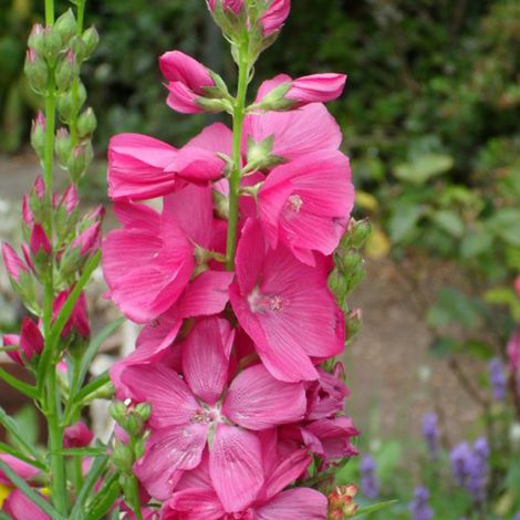 4 x Sidalcea 'Rosy Gem' - godet 9x9 cm
