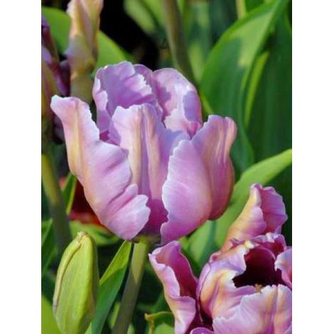 Tulipe perroquet 'James Last' Bulbe calibre 12+ (par 6) (1/2)