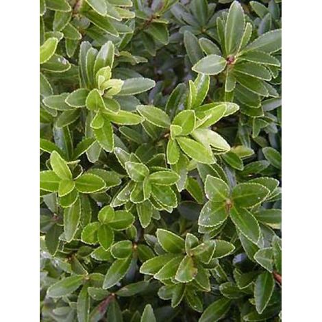 Fusain du Japon 'Microphyllus' Pot de 2L/3L