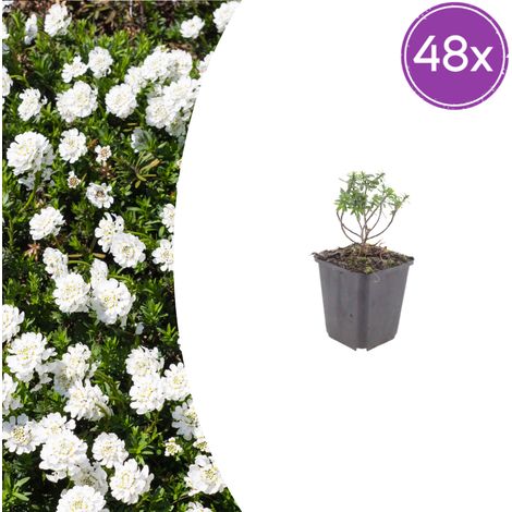 Lot de 48 Iberis sempervirens Schneeflocke - Corbeille d'argent Vivace Couvre-sol Blanc Ø9cm - PANGIVO (1/5)