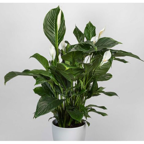 SPATHIPHYLLUM SILVANA VASO 24CM