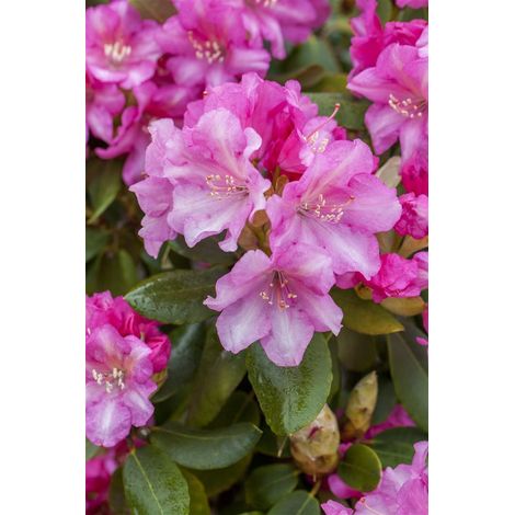 Yaku-Rhododendron 'Blurettia' Rhododendron yak.'Blurettia' C 3 25- 30 (1/5)