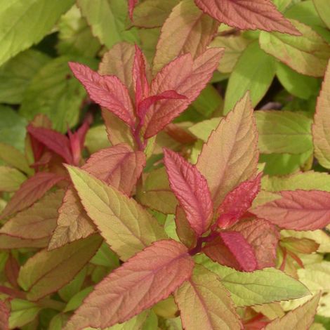 Spirée du Japon Goldflame, Spiraea/Pot de 7,5L - 40/60 cm (1/5)