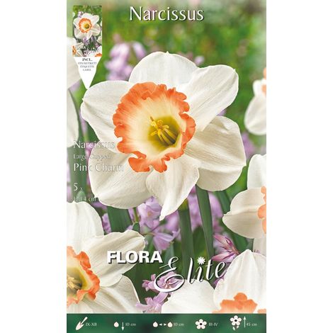BULBI AUTUNNALI NARCISO LARGE CUPPED INK CHARM CONFEZIONE DA 5 BULBI BULBS BULBES