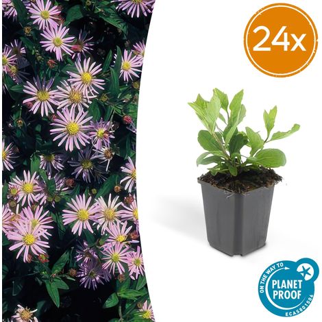 Lot de 24 Aster ageratoides 'Asran' Plantes Vivaces d'Automne Fleurs Bleu Clair Pot Ø 9cm - PANGIVO (1/5)