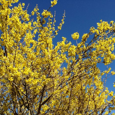 Forsythia Minigold 3L (1/4)
