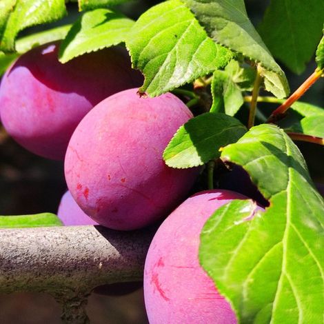 Prunier Reine Claude Dalthan 120cm 5L - Prunus domestica (1/5)