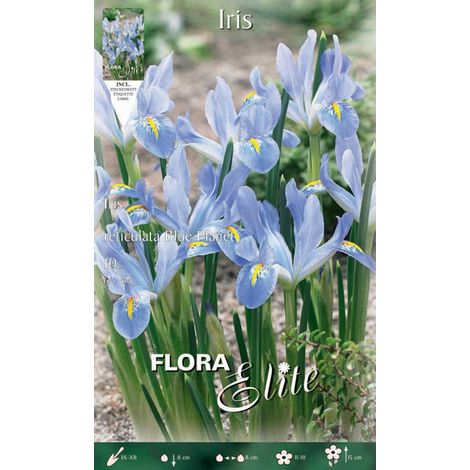 IRIS RETICULATA BLUE PLANET CONFEZIONE DA 10 BULBI AUTUNNALI BULBS