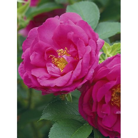 Rosier rugueux 'Wild Edric' Pot de 4L/5L (1/2)