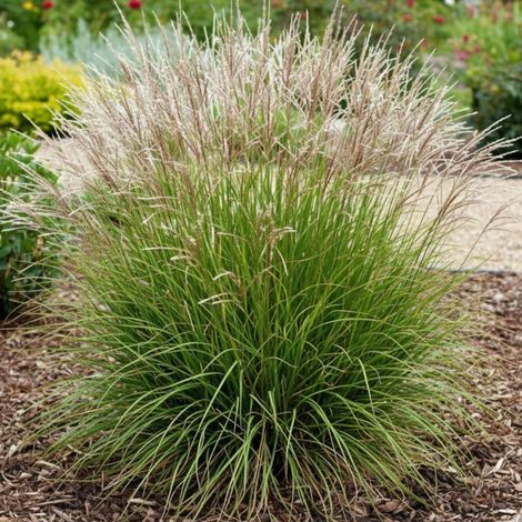 Miscanthus, Roseau de Chine Cute One/Godet - 5/20 cm