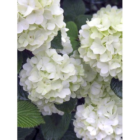 Viorne 'Opening Day' Pot de 3L/4L (1/2)