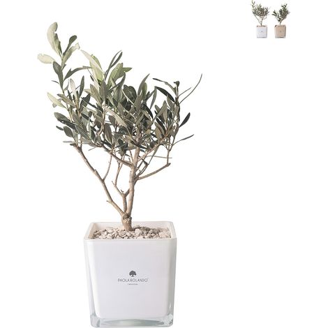 Pianta olivo in vaso di vetro bomboniera a cubo Paola Rolando Sogno - Bianco