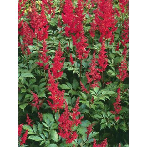 Astilbe d'Arends 'Fanal' Godet de 7/8 cm (1/5)
