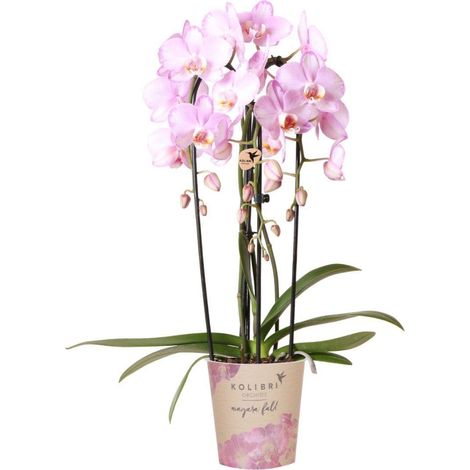 Orchidée Phalaenopsis Rose Niagara Fall - Plante d'Intérieur - Pot Ø 12 cm - Hauteur 55-60 cm - PANGIVO (1/2)