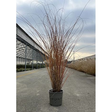 Gardenaria Miscanthus sinensis 'Morning Light' - Graminacea ornamentale da esterno - Altezza: 100 cm (vaso 24) (1/4)