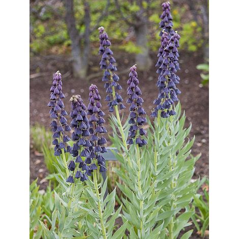 Fritillaire de Perse 'Twintowers Tribute' Bulbe calibre 20+ (1/2)
