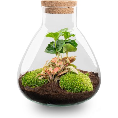 Kit Terrarium DIY Coffea Red Écosystème Fermé avec Plantes Naturelles Ø 22,5 x 27 cm - PANGIVO (1/4)