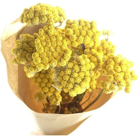 Kaemingk – Fleurs séchées Achillea (achillée) jaune en botte – Hauteur 50 cm