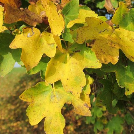 Érable champêtre, Acer campestre/Pot de 7,5L - 80/100 cm (1/2)