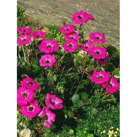 Géranium vivace à feuilles cendrées 'Subcaulescens' Pot de 2L/3L