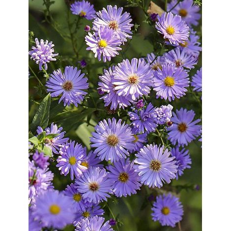 Aster grand d'automne 'Audrey' Godet de 8/9 cm