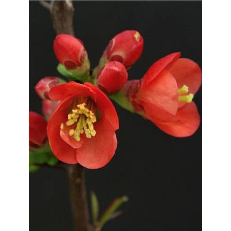 Cognassier du Japon 'Fire Dance' Godet de 8/9 cm
