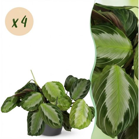 Maranta Fascinator Silverband - Lot de 4 Plantes de Prière avec Pots Gris - Ø 12 cm - H 25 cm - PANGIVO (1/5)