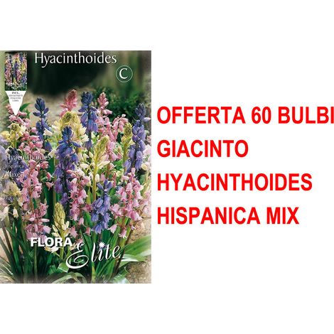 OFFERTA 60 BULBI AUTUNNALI GIACINTO HYACINTHOIDES HISPANICA MIX BULBS