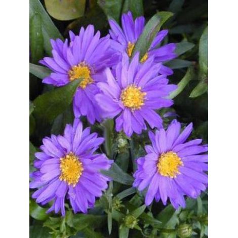 Aster nain 'Tonga' Godet de 8/9 cm