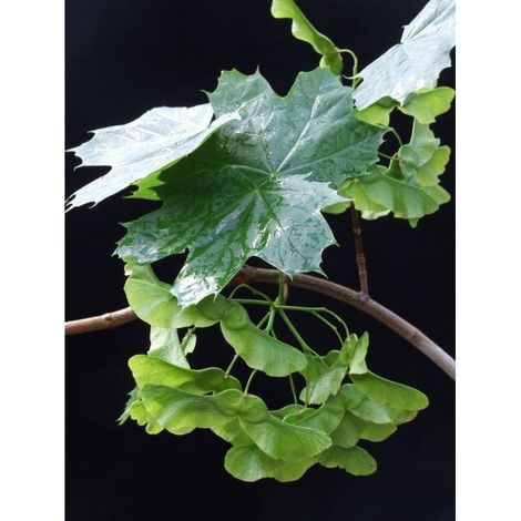 Planta de Acer Platanoides - Arce Real. en Alveolo Forestal. 30 - 40 Cm